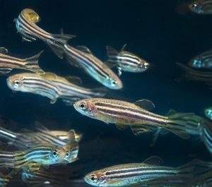 Zebrafish circadian clock and rhythmicity 